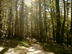 ブロッドベイまでの原生林の森の中のトラック