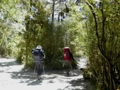 クリントンハットへの原生林の森の中のトラック