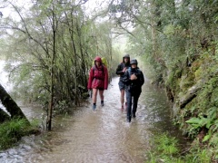 雨の日のアーサー渓谷のトラック